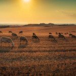 lamb-1081380_960_720
